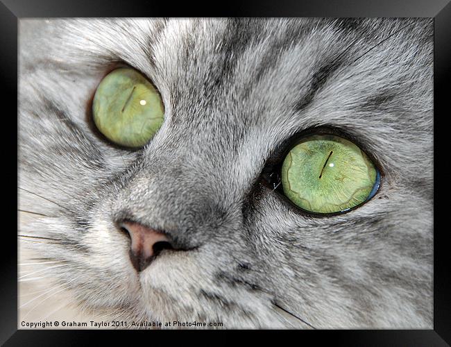 THE EYES HAVE IT Framed Print by Graham Taylor