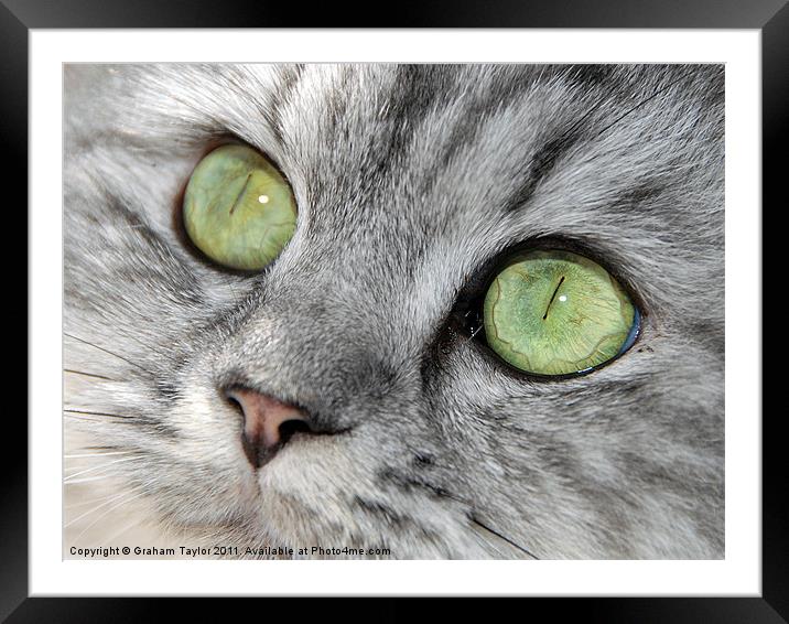 THE EYES HAVE IT Framed Mounted Print by Graham Taylor