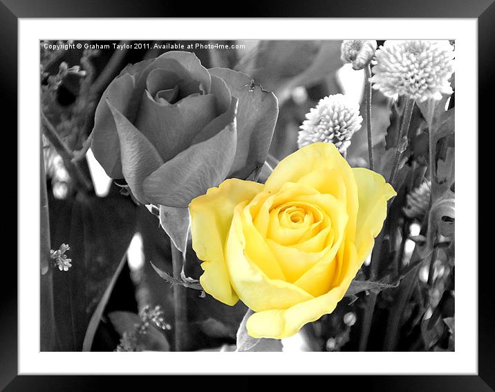Yellow Rose Framed Mounted Print by Graham Taylor