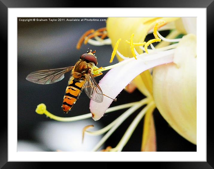 Hover Fly Framed Mounted Print by Graham Taylor