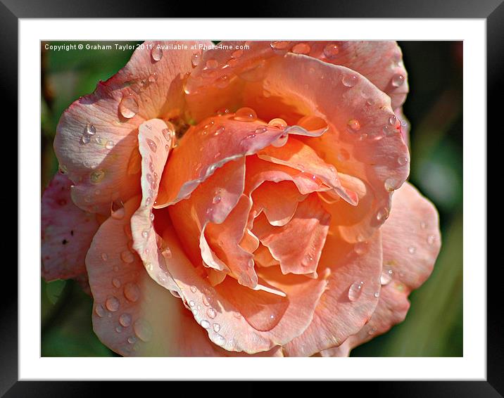 Wet Rose Framed Mounted Print by Graham Taylor