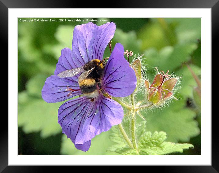 Buzzing for Nectar Framed Mounted Print by Graham Taylor