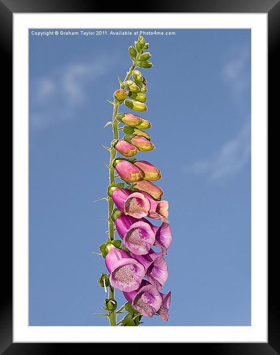 Enchanting Foxglove Blooms Framed Mounted Print by Graham Taylor