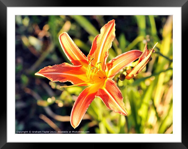 Fiery Beauty Framed Mounted Print by Graham Taylor