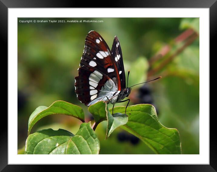 Majestic Lorquins Admiral Butterfly Framed Mounted Print by Graham Taylor