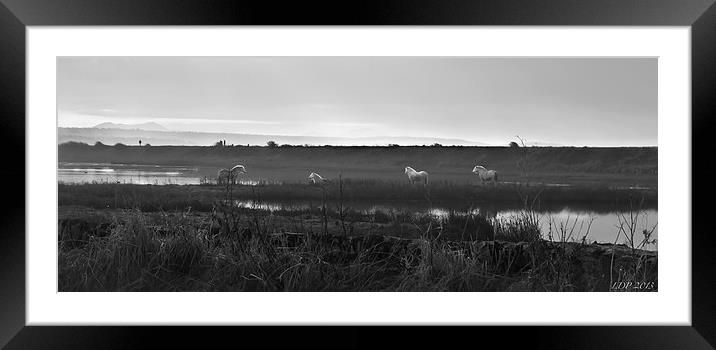 Wild Horses. Framed Mounted Print by lucy devereux