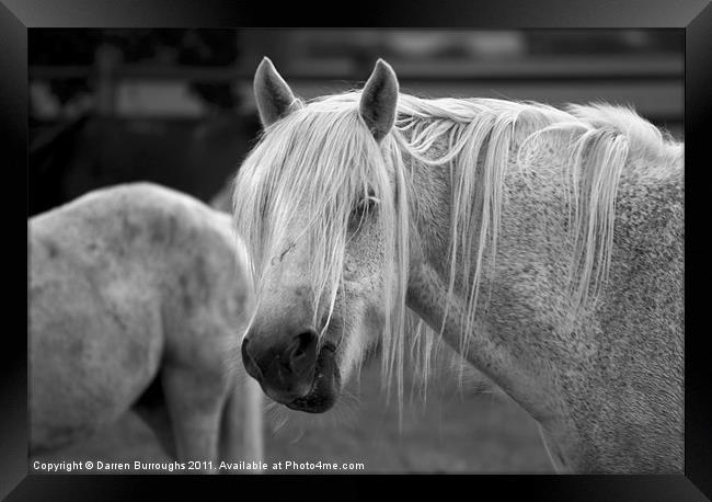 Redwings. I'm Quite happy Now! Framed Print by Darren Burroughs