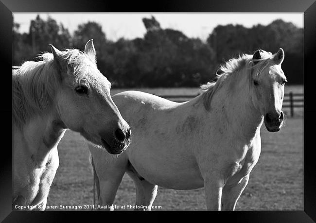 Redwings Horse Sanctuary Framed Print by Darren Burroughs