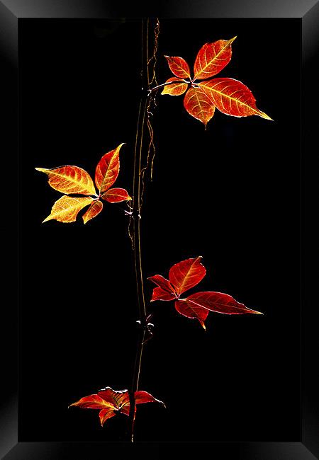 Autumn Leaves Framed Print by Darren Burroughs
