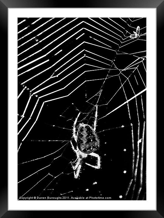 Caught in The web Framed Mounted Print by Darren Burroughs