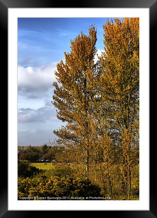 Golden Autumn In Suffolk Framed Mounted Print by Darren Burroughs