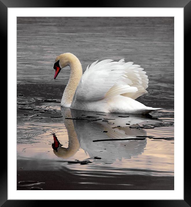 Swan Lake Framed Mounted Print by Darren Burroughs