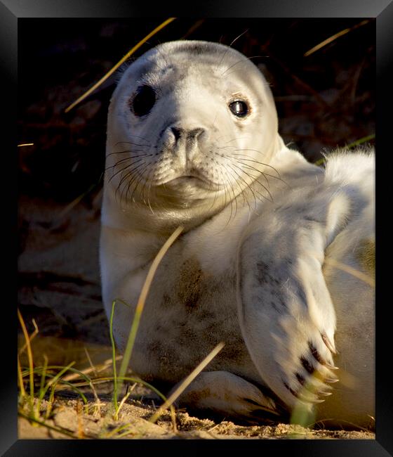 Seals At Winterton On Sea, Norfolk Coast Framed Print by Darren Burroughs