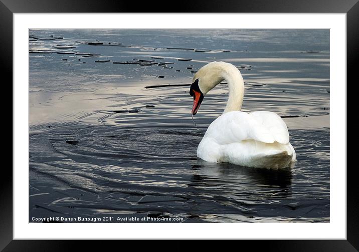 Swan Lake Framed Mounted Print by Darren Burroughs