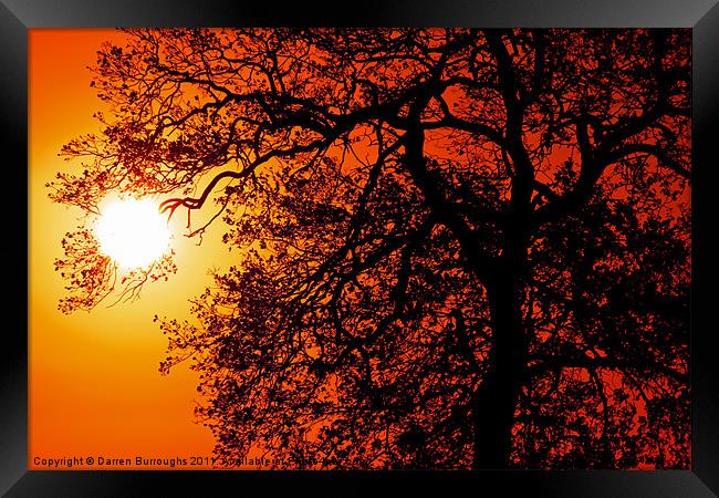 Sunrise Tree  Silhouette Framed Print by Darren Burroughs