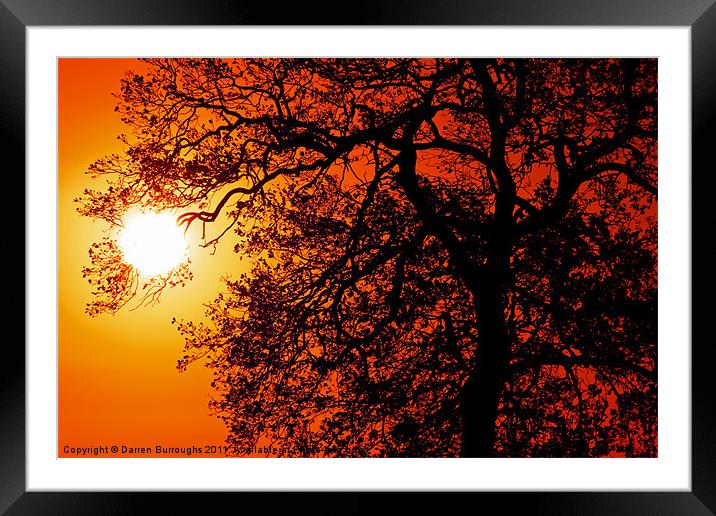 Sunrise Tree  Silhouette Framed Mounted Print by Darren Burroughs