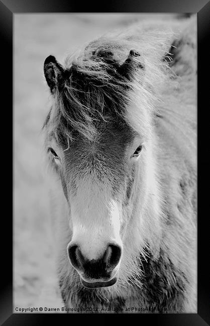 Wild Foal Framed Print by Darren Burroughs