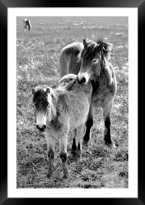 Mother And Foal Framed Mounted Print by Darren Burroughs