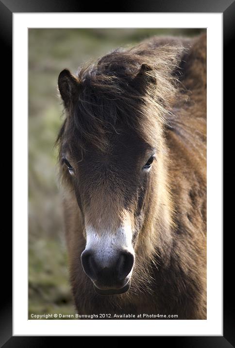 Wild Foal Framed Mounted Print by Darren Burroughs