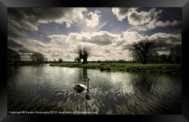 Swans On The Stour Framed Print by Darren Burroughs