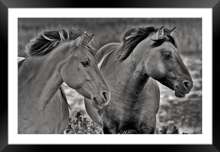 Konik Horses at Minsmere Framed Mounted Print by Darren Burroughs