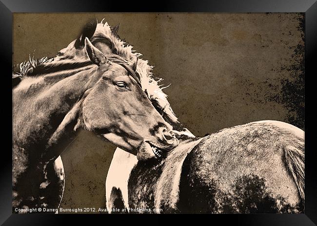 Textured Horses Framed Print by Darren Burroughs