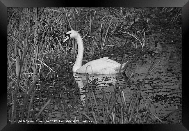 Swan At RSPB Minsmere, Dunwich. Framed Print by Darren Burroughs