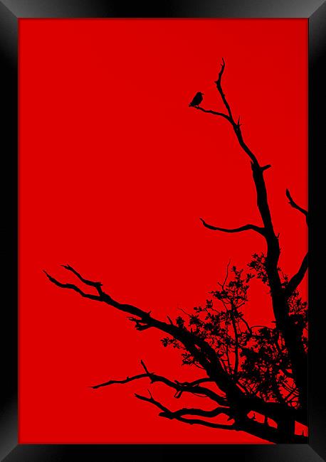 Red Framed Print by Darren Burroughs