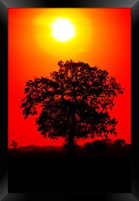 Tree Sunrise Framed Print by Darren Burroughs