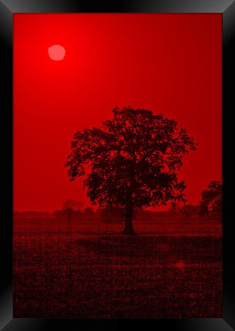 Tree Sunrise #2 Framed Print by Darren Burroughs