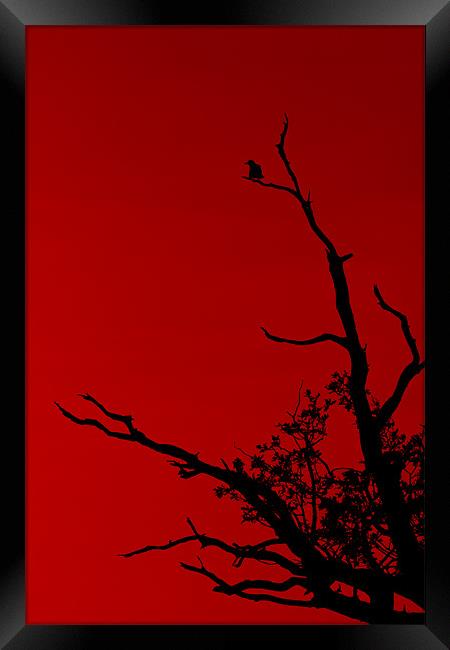 Bird Red Framed Print by Darren Burroughs