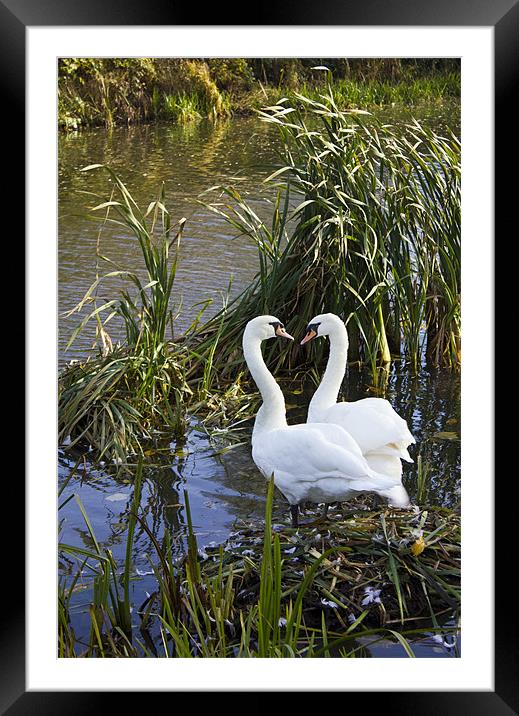 Swans I Love You Framed Mounted Print by Darren Burroughs