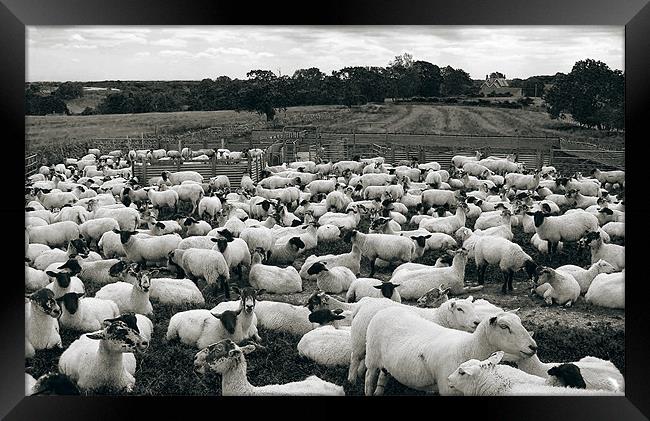 Derbyshire Sheep Framed Print by Darren Burroughs