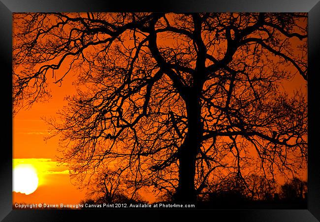 Sunrise Tree Silhouette Framed Print by Darren Burroughs