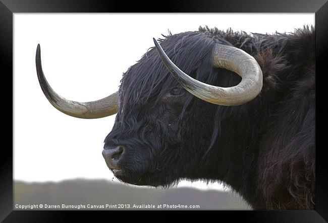 Highland Cattle Framed Print by Darren Burroughs