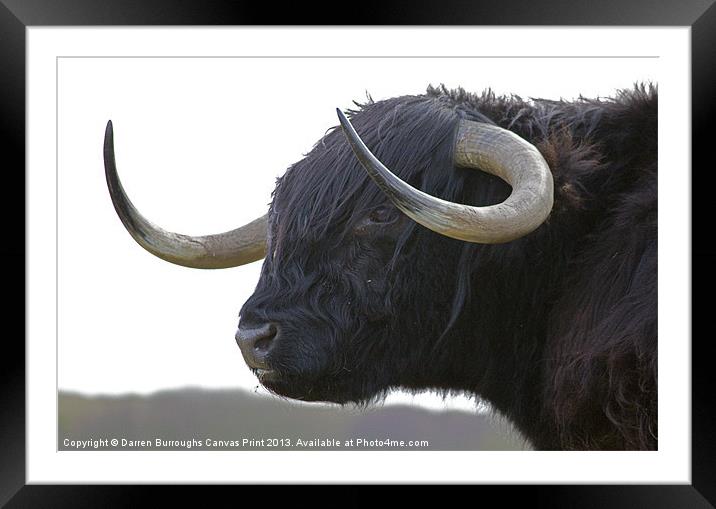 Highland Cattle Framed Mounted Print by Darren Burroughs