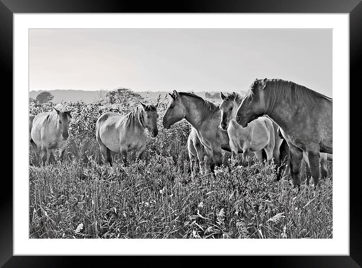 Minsmere Konic Horses Framed Mounted Print by Darren Burroughs