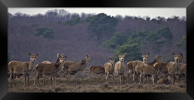 Deer Framed Print by Darren Burroughs