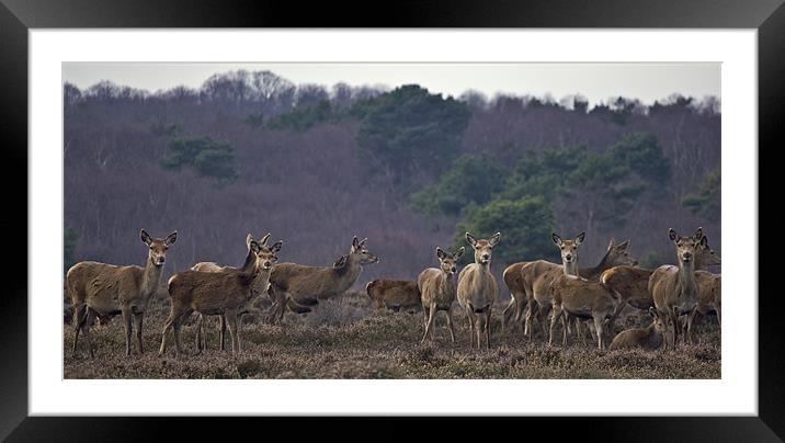 Deer Framed Mounted Print by Darren Burroughs