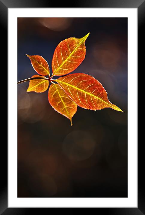Leaf In Sun Framed Mounted Print by Darren Burroughs