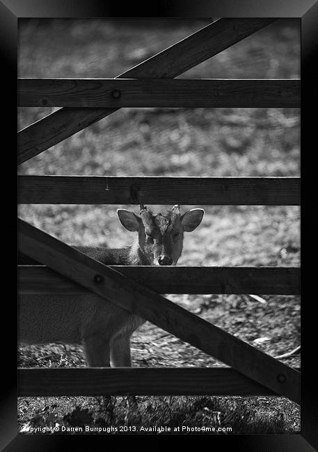 Muntjac  And Bars Framed Print by Darren Burroughs