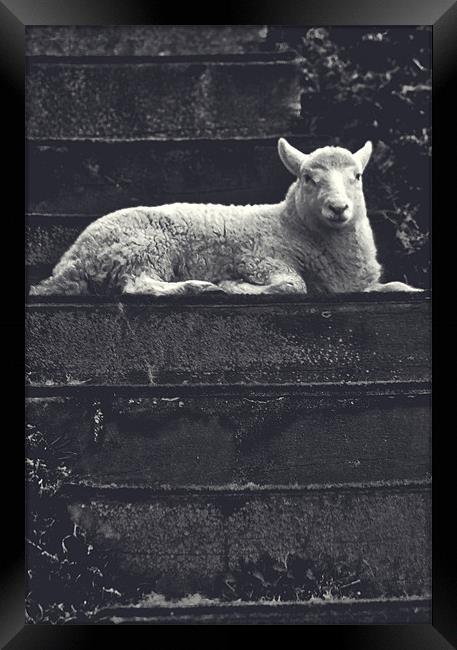 Woolly Steps Framed Print by Darren Burroughs