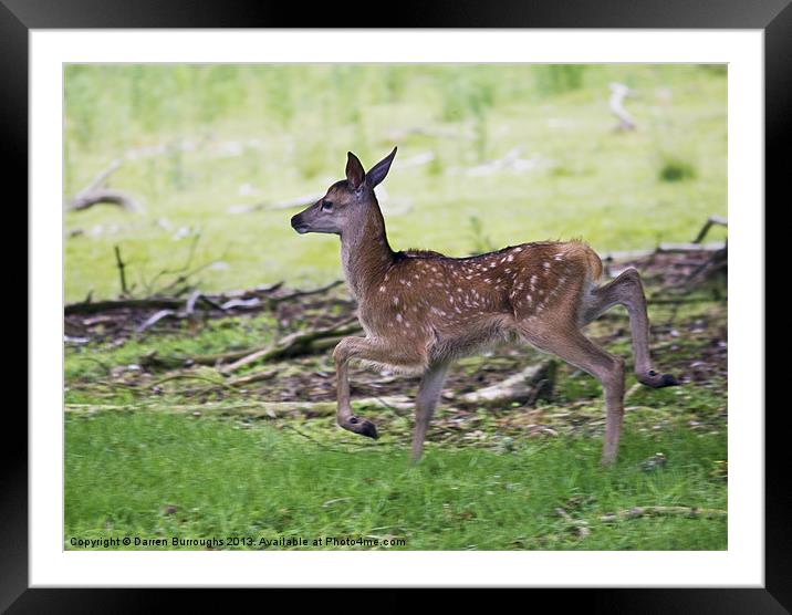 Bambi Framed Mounted Print by Darren Burroughs