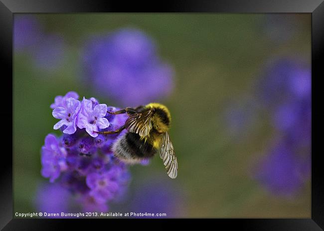 Bee On Lavender Framed Print by Darren Burroughs