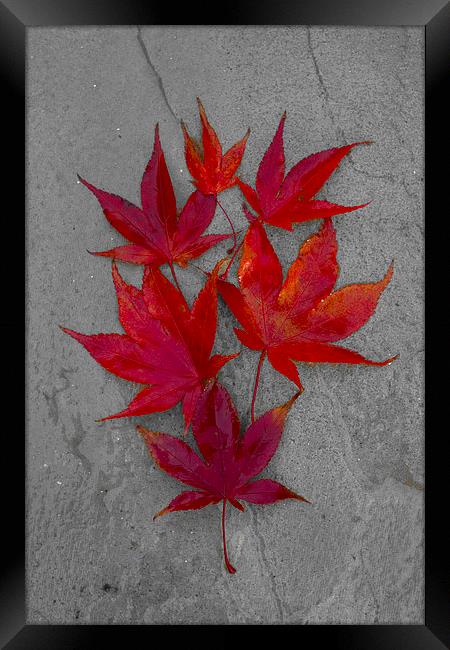 Acer Leaves On A Textured Background Framed Print by Darren Burroughs