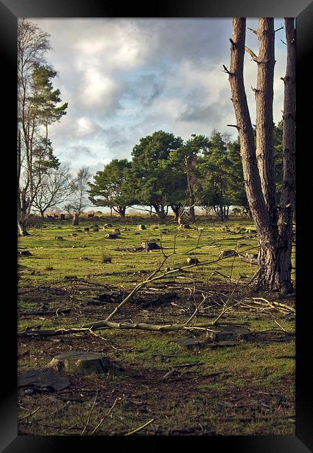 Deer On Dunwich Heath Suffolk. Framed Print by Darren Burroughs