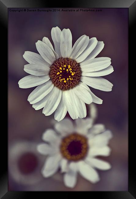 Daisies Framed Print by Darren Burroughs