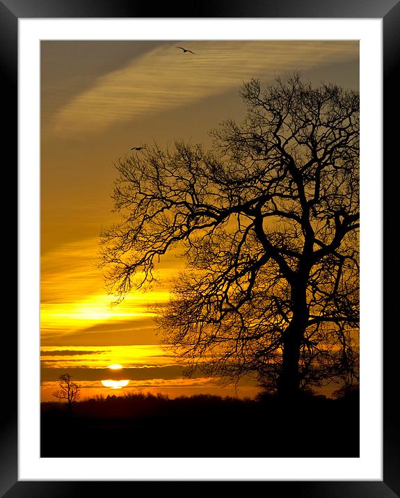  Sunrise Flight Framed Mounted Print by Darren Burroughs