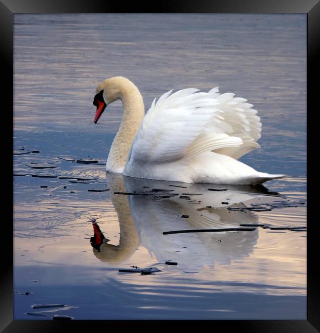 Swan On Frozen water Framed Print by Darren Burroughs