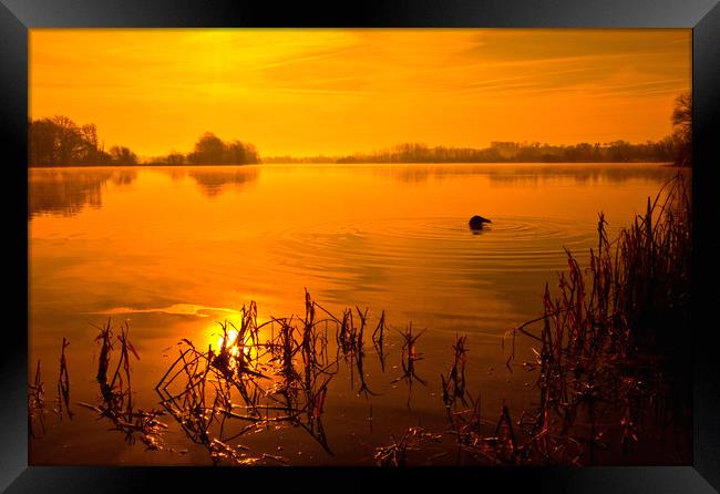 Golden Lake Sunrise Framed Print by Darren Burroughs